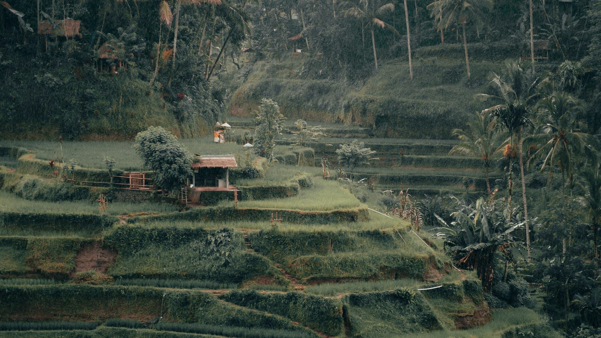 Rice terraces in Bali, Indonesia