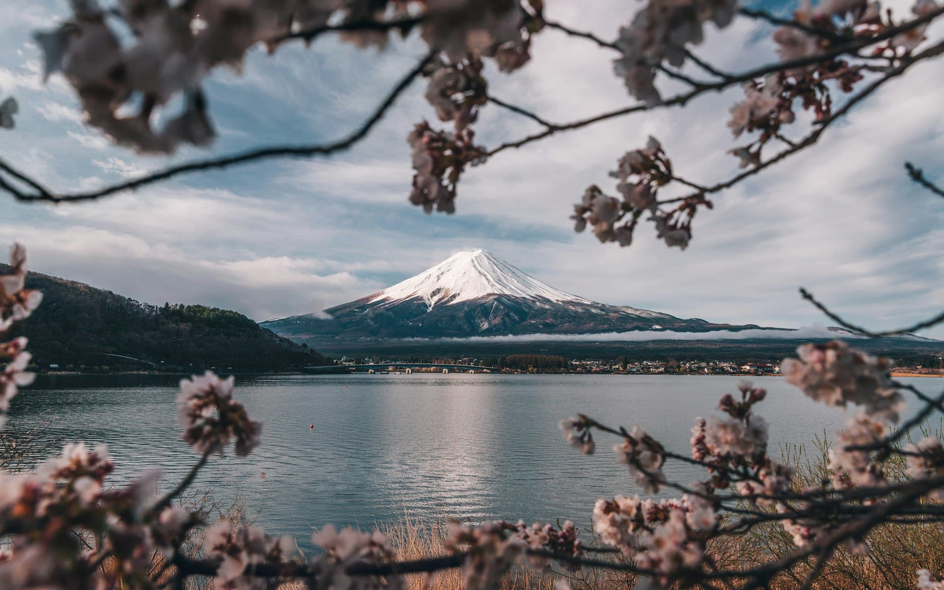 Mount Fuji framed by cherry blossoms in Japan